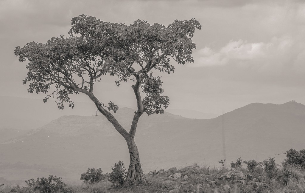 African trees are stunning